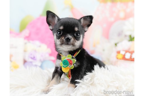 成約済の神奈川県のチワワ(ロングコート)-291684の10枚目