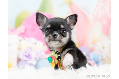 成約済の神奈川県のチワワ(ロングコート)-291684の4枚目