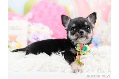 成約済の神奈川県のチワワ(ロングコート)-291684の5枚目