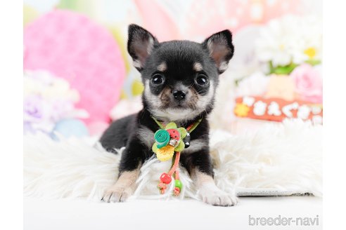 成約済の神奈川県のチワワ(ロングコート)-291684の7枚目