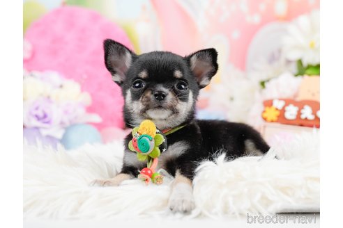 成約済の神奈川県のチワワ(ロングコート)-291684の8枚目