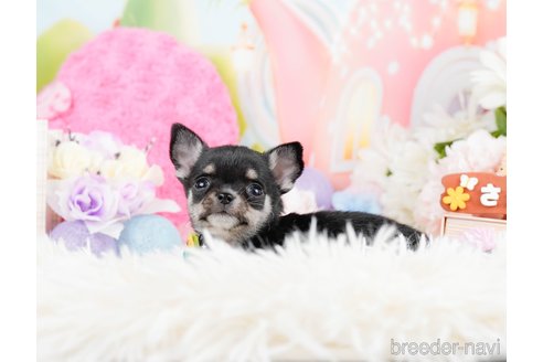 成約済の神奈川県のチワワ(ロングコート)-291684の9枚目