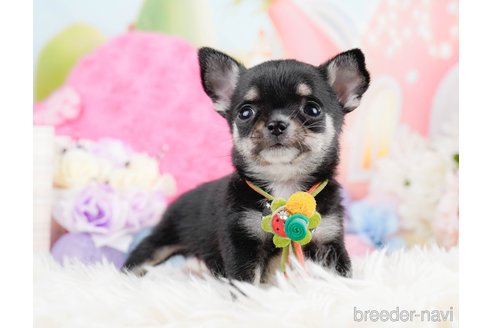 成約済の神奈川県のチワワ(ロングコート)-291684の3枚目