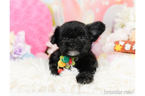 成約済の神奈川県のチワプー:チワワ×トイプードル-291688の7枚目