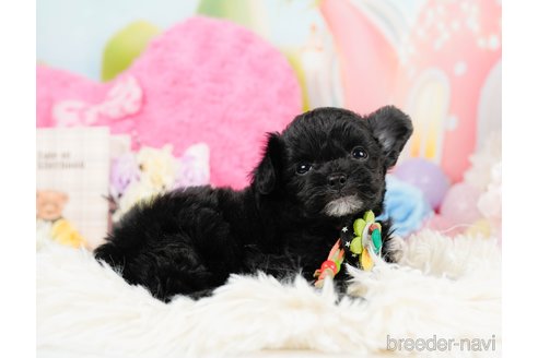 成約済の神奈川県のチワプー:チワワ×トイプードル-291688の9枚目