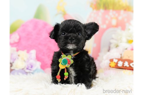 成約済の神奈川県のチワプー:チワワ×トイプードル-291688の10枚目