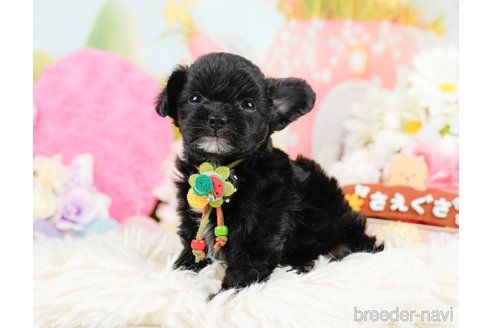 成約済の神奈川県のチワプー:チワワ×トイプードル-291688の11枚目