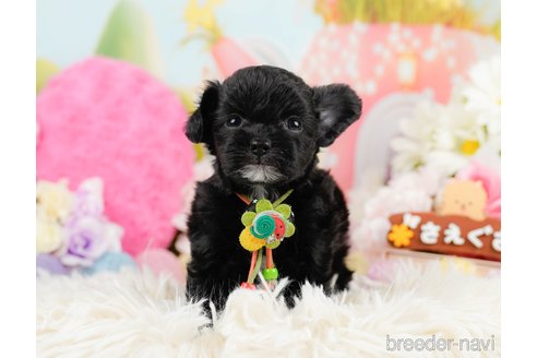 成約済の神奈川県のチワプー:チワワ×トイプードル-291688の3枚目