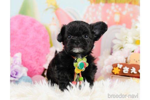 成約済の神奈川県のチワプー:チワワ×トイプードル-291688の5枚目