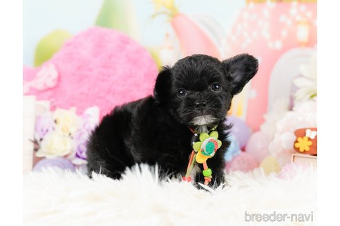 成約済の神奈川県のチワプー:チワワ×トイプードル-291688の6枚目