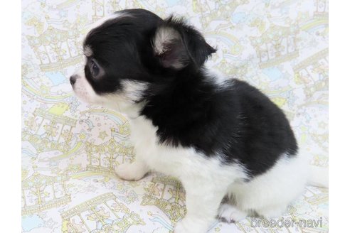 成約済の千葉県のチワワ(ロングコート)-289844の29枚目