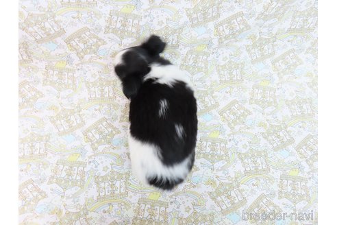 成約済の千葉県のチワワ(ロングコート)-289844の27枚目