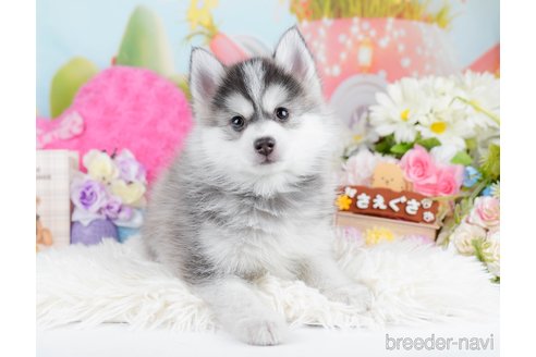 成約済の神奈川県のミックス犬-291694の9枚目