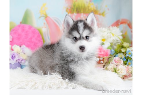 成約済の神奈川県のミックス犬-291694の10枚目