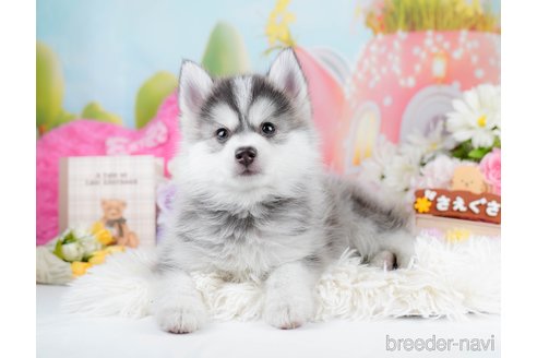 成約済の神奈川県のミックス犬-291694の1枚目