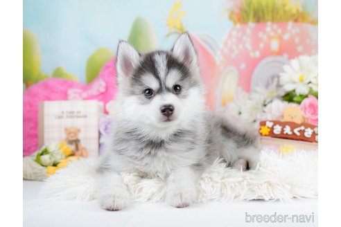 成約済の神奈川県のミックス犬-291694の6枚目