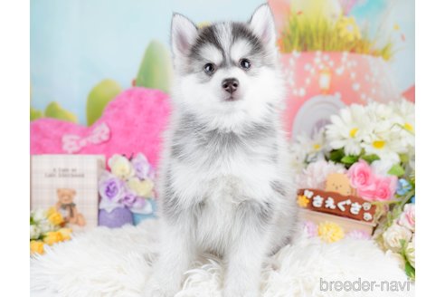 成約済の神奈川県のミックス犬-291694の7枚目