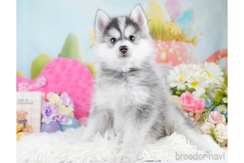 成約済の神奈川県のミックス犬-291694の2枚目