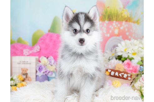 成約済の神奈川県のミックス犬-291694の5枚目