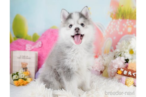 成約済の神奈川県のミックス犬-291696の7枚目