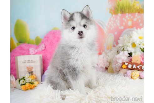 成約済の神奈川県のミックス犬-291696の8枚目