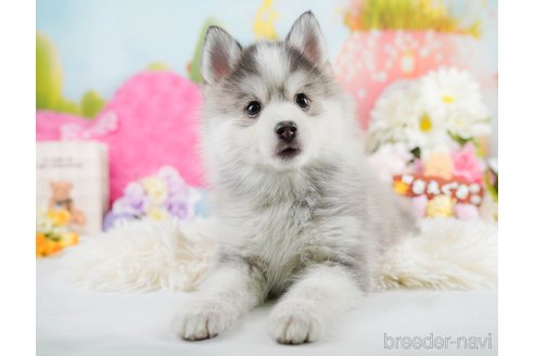 成約済の神奈川県のミックス犬-291696の10枚目