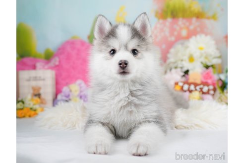 成約済の神奈川県のミックス犬-291696の4枚目