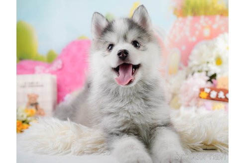 成約済の神奈川県のミックス犬-291696の5枚目