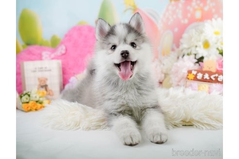 成約済の神奈川県のミックス犬-291696の2枚目