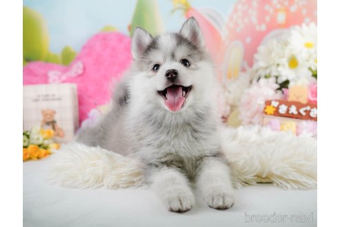 成約済の神奈川県のミックス犬-291696の3枚目