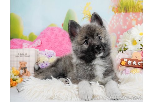 成約済の神奈川県のミックス犬-291699の9枚目