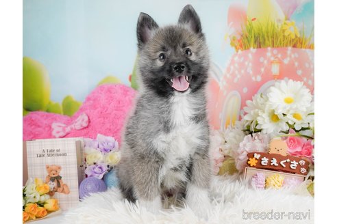 成約済の神奈川県のミックス犬-291699の11枚目