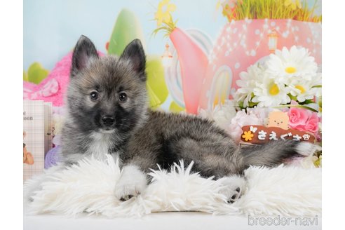 成約済の神奈川県のミックス犬-291699の1枚目