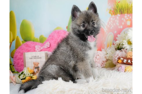 成約済の神奈川県のミックス犬-291699の3枚目