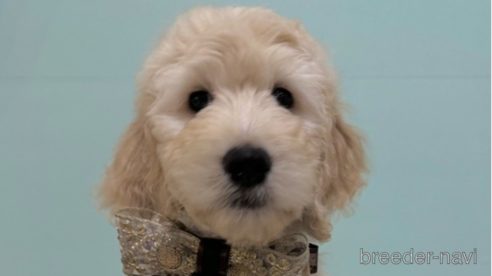 成約済の岐阜県のゴールデンドゥードル:ゴールデンレトリーバー×プードル-283076の1枚目