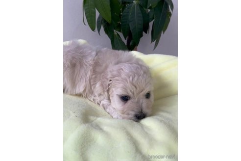 成約済の福岡県のマルプー:マルチーズ×トイプードル-291766の2枚目