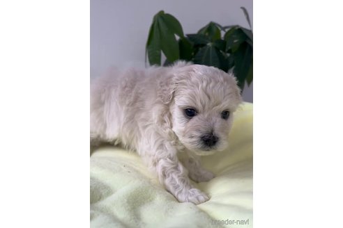 成約済の福岡県のマルプー:マルチーズ×トイプードル-291766の3枚目