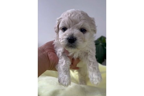 成約済の福岡県のマルプー:マルチーズ×トイプードル-291766の4枚目