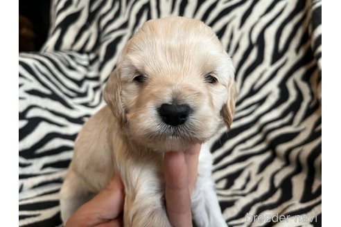 成約済の茨城県のコッカプー:アメリカンコッカースパニエル×トイプードル-291767の5枚目