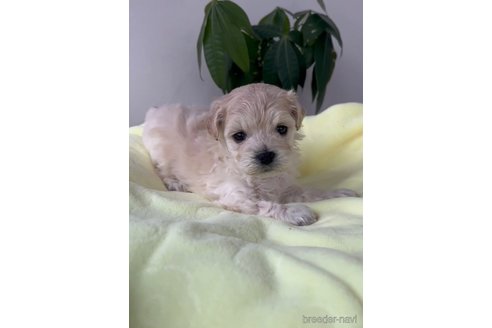 成約済の福岡県のマルプー:マルチーズ×トイプードル-291768の2枚目