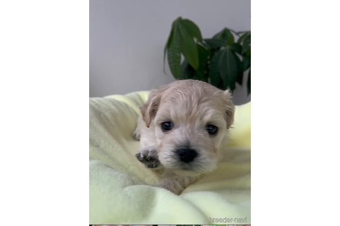 成約済の福岡県のマルプー:マルチーズ×トイプードル-291768の3枚目