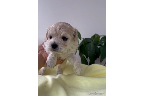 成約済の福岡県のマルプー:マルチーズ×トイプードル-291768の4枚目