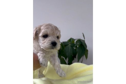 成約済の福岡県のマルプー:マルチーズ×トイプードル-291768の5枚目