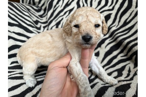 成約済の茨城県のコッカプー:アメリカンコッカースパニエル×トイプードル-291772の6枚目