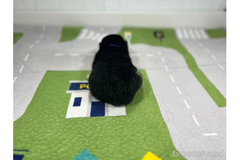 成約済の愛知県の柴犬-291793の2枚目