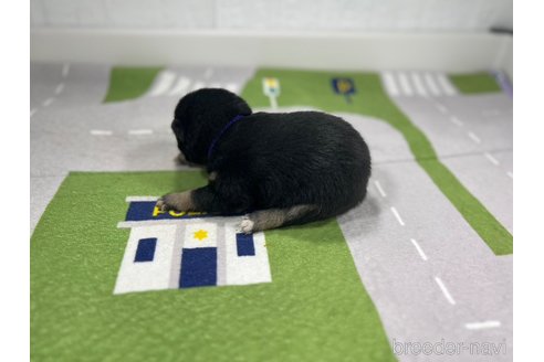 成約済の愛知県の柴犬-291793の3枚目