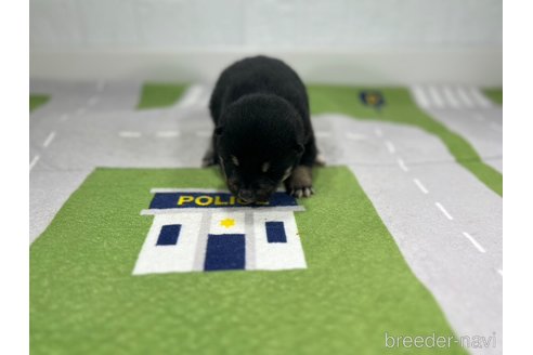 成約済の愛知県の柴犬-291793の4枚目