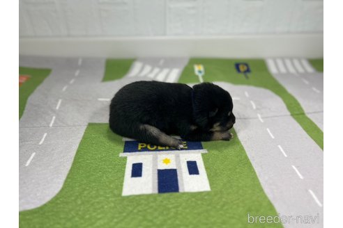 成約済の愛知県の柴犬-291793の5枚目