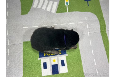 成約済の愛知県の柴犬-291793の6枚目