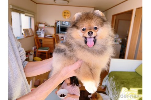 成約済の岐阜県のポメラニアン-281798の25枚目